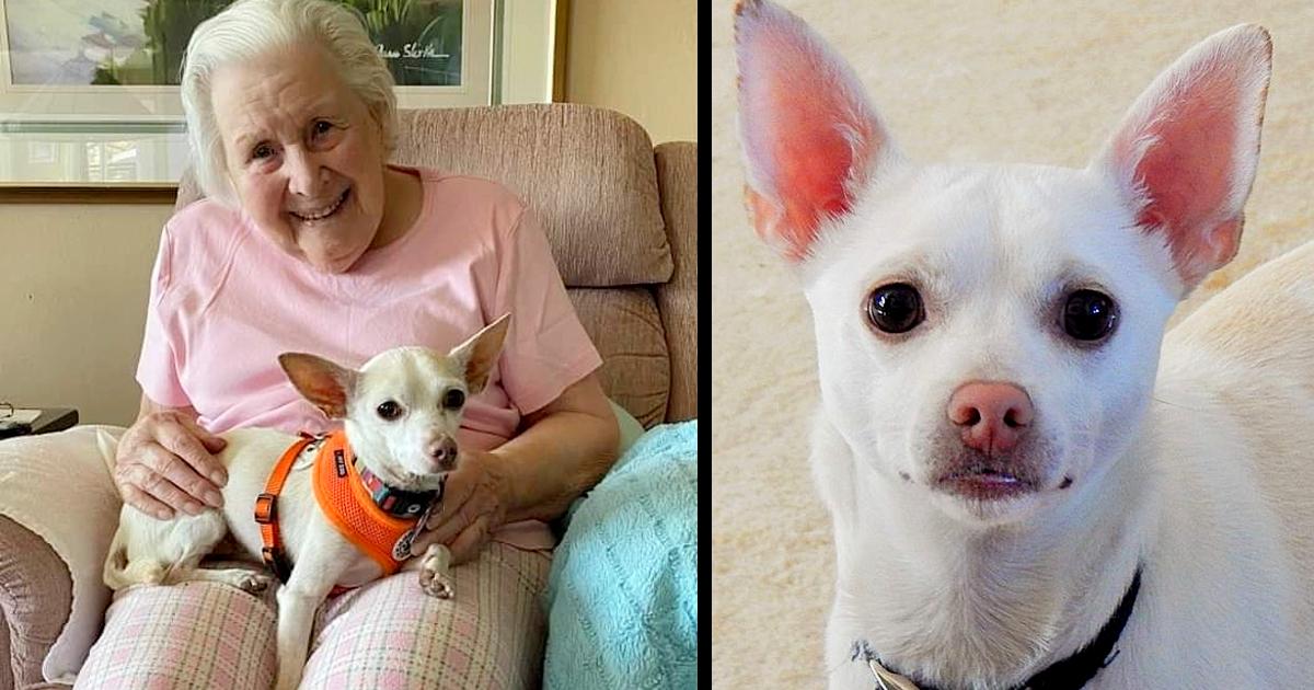 100-year-old woman finds ‘perfect match’ in 11-year-old senior chihuahua