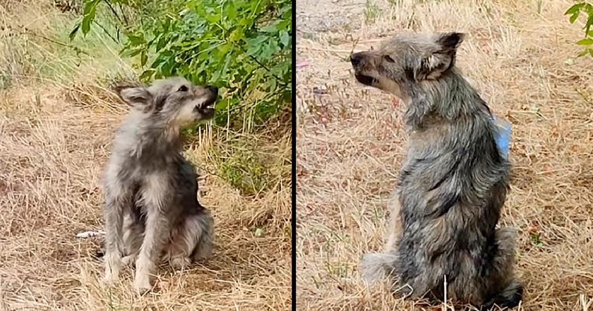 Abandoned Dog Cry Nonstop For Days, Looking At Each Car & Hoping Owner Would Come Back To Pick Her