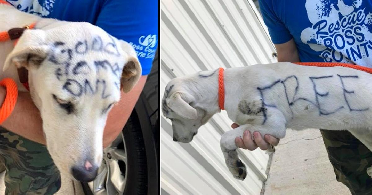 Abandoned Dog Found with ‘Free’ and ‘Good Home Just’ Written all over her body