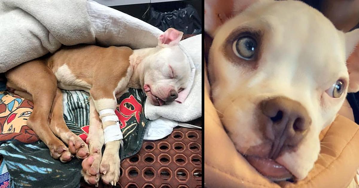 After Being Dumped & Left For Dead On Christmas, “Miracle” Dog Is Adopted By Officer Who Saved Her Life