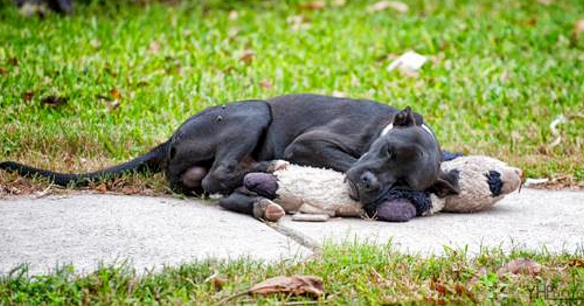 After somebody shared a photo of a homeIess dog sleeping with a stuffed animal, the image went viraI