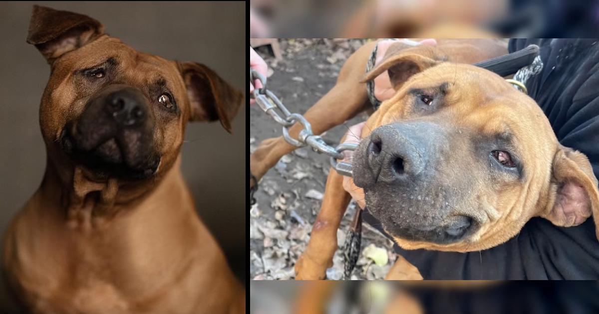 Dog Blinded Through Suspected Dogfighting Yearns For Cuddle Buddy & Loving