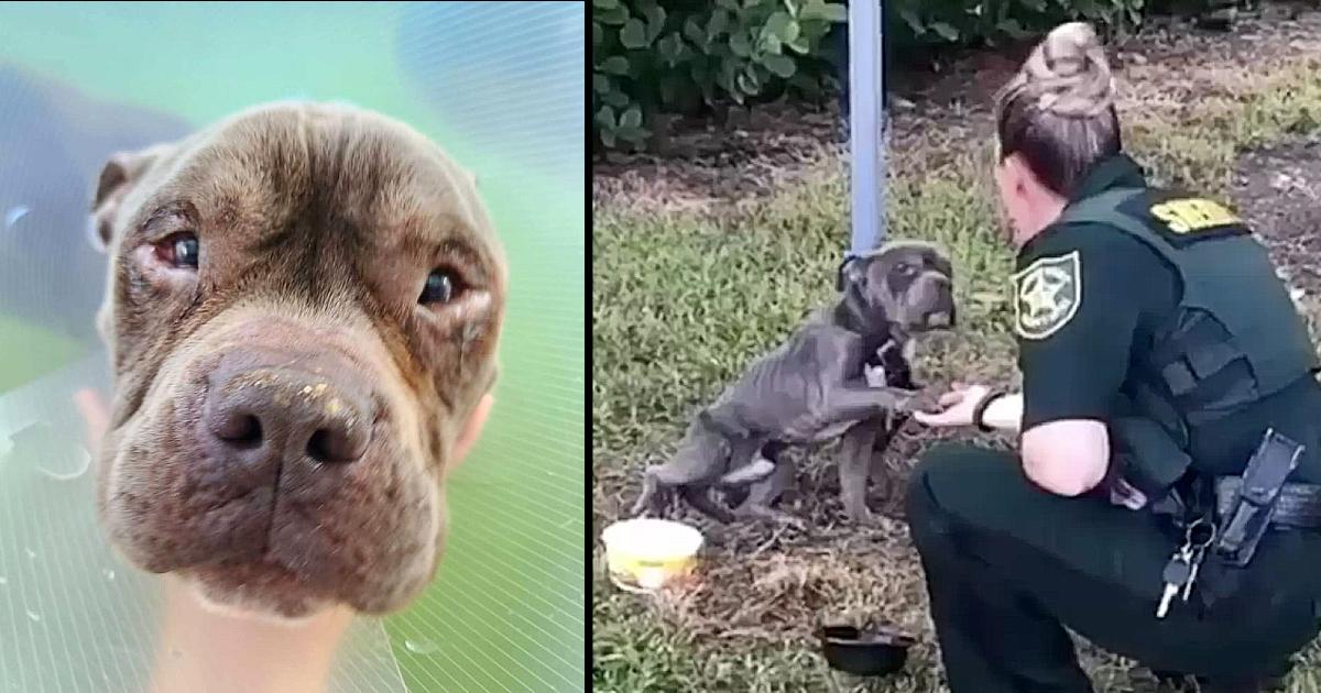 Dog Tied To Pole Reaches Out Paw To The Cop Who’s Come To Save Him