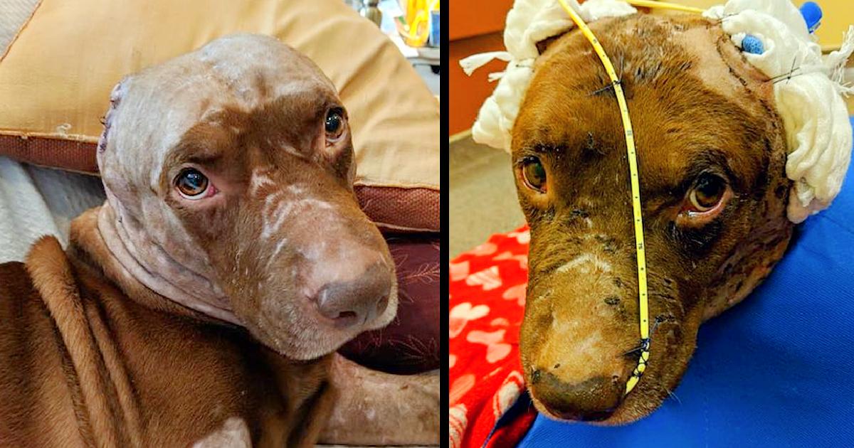 Dog Who Had His Ears Ripped Off Just Wants to Cuddle and Find a Forever Home