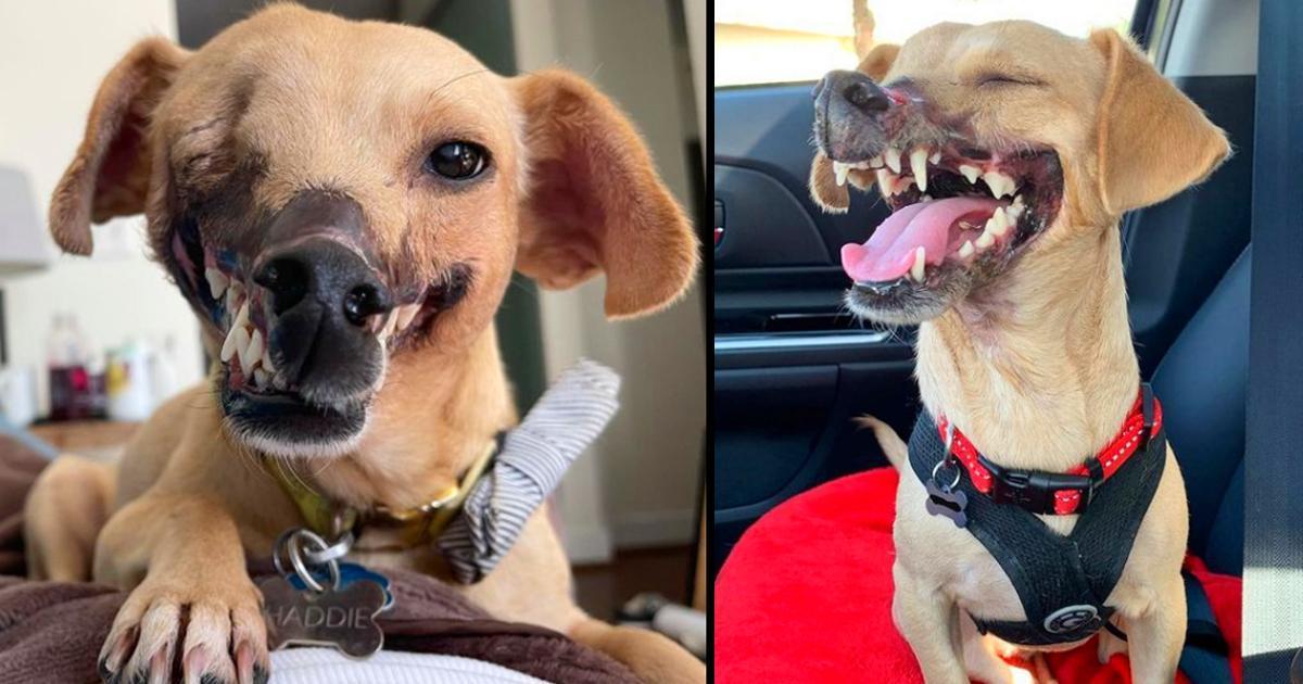 ‘Fighting Bait’ Dog Who Lost Half Her Face Is Unrecognizable After Finding A Loving Home