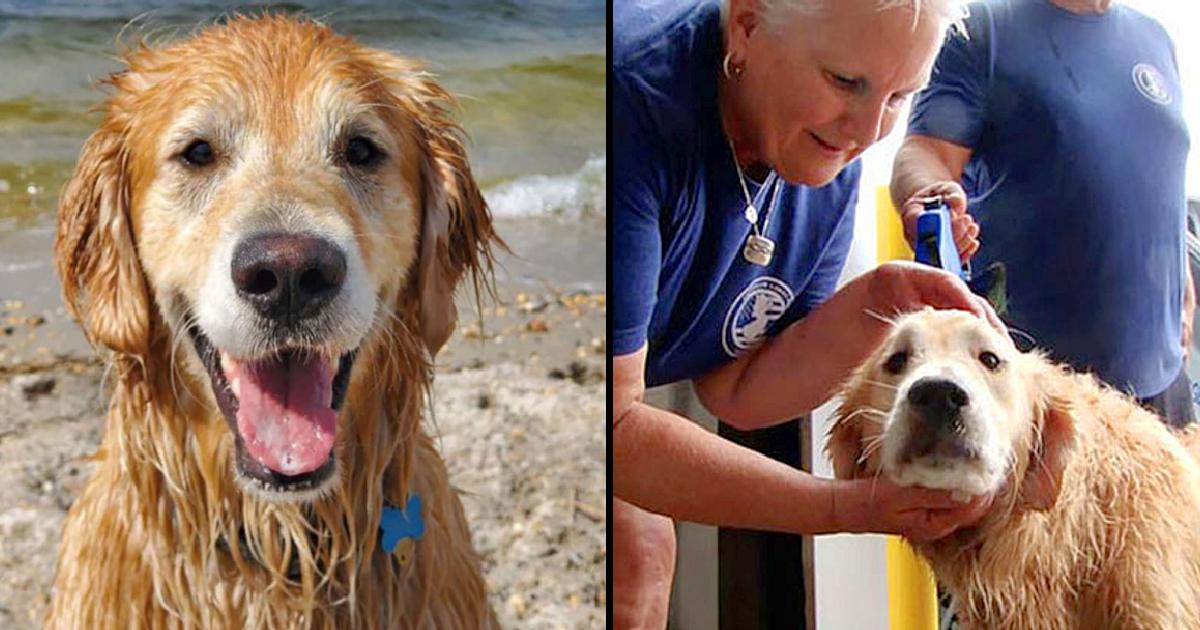 Golden Retriever Missing For 16 Days Found Swimming Along Shoreline