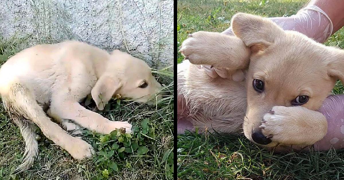 He Scared And Tried To Dragging On The Grass So Fast To Hide From People, 15 Days He Laid There And No One Help!