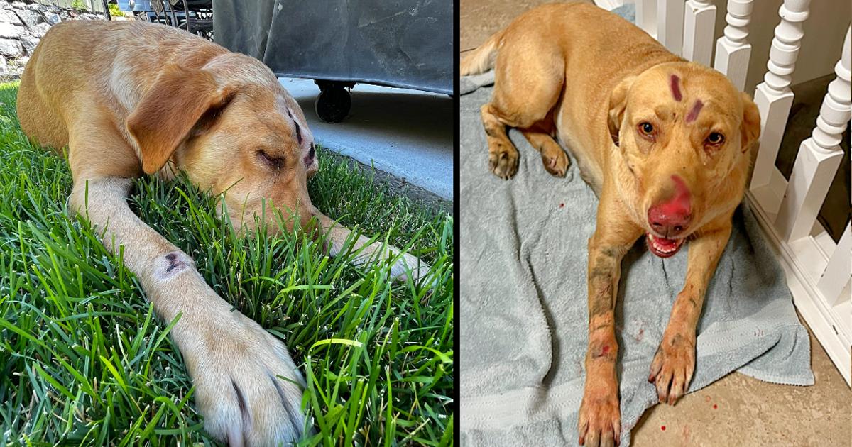 Heroic Labrador Retriever Fights Mountain Lion To Save Two Children And Protect The Family