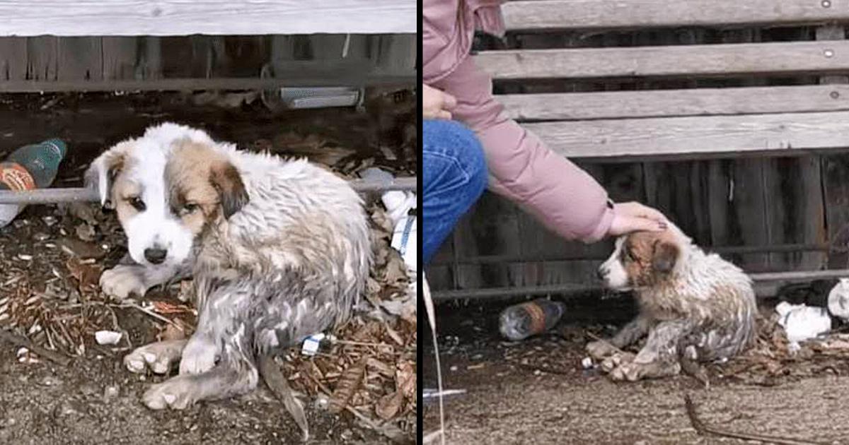 Hidden under a bench full of debris and full of mud, she finally feels a hand caressing her