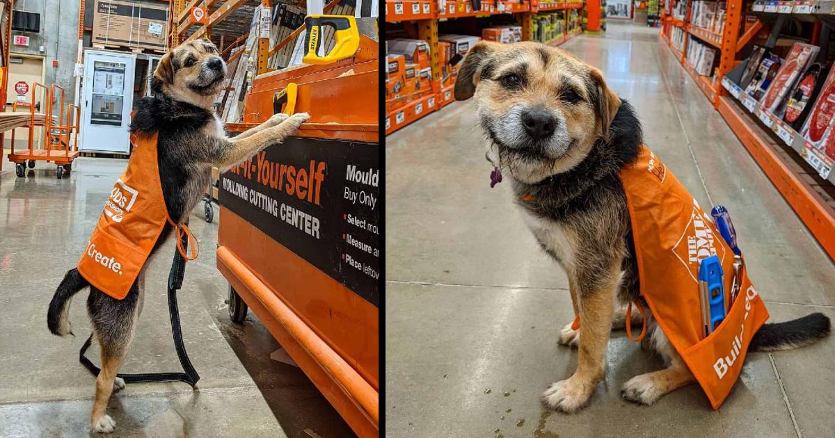 Home Depot has officially hired its cutest employee ever