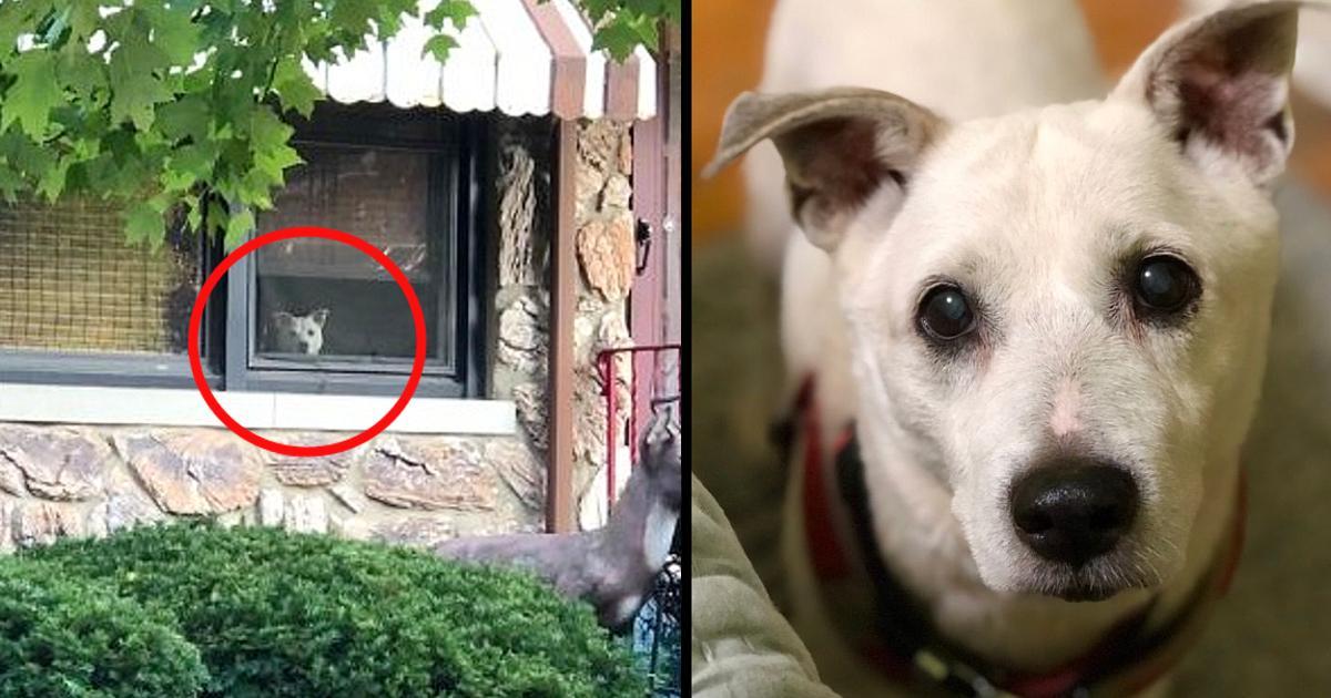 Loyal dog passed away after sitting by the window every day for 11 years waiting for its owner to come home