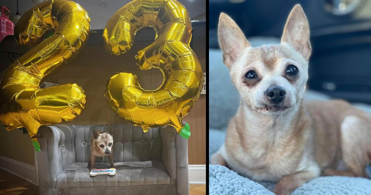 Oldest dog in rescue gets special party for his 23rd birthday — happy birthday, Bully