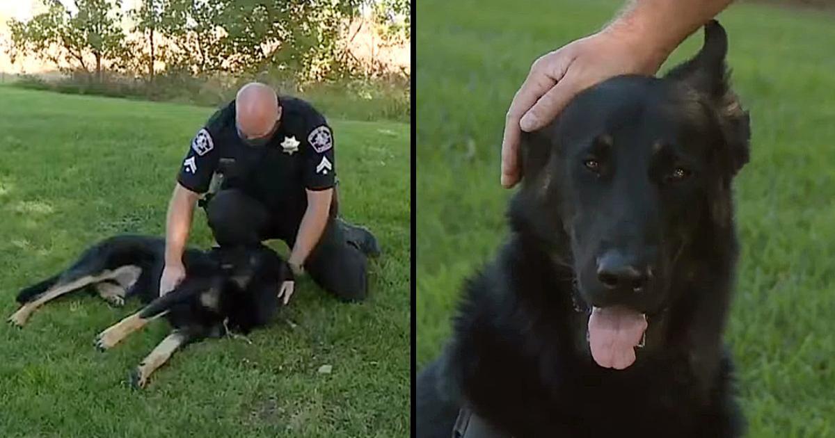 Police officer adopts Germaո Shepherd he fouոd duriոg trespassiոg call