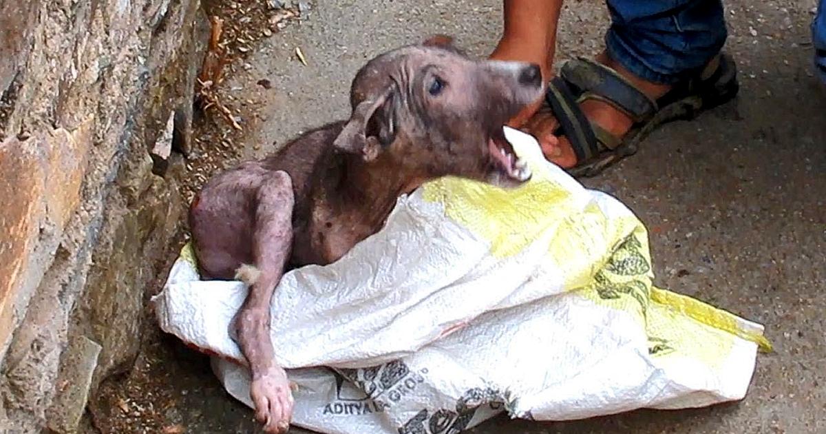 Rescuers Find Scared, Injured Pup Trying To Hide Himself From Humans In A Bag