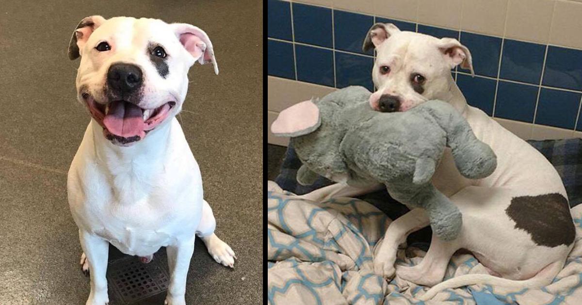 Sad Shelter Dog Whose Only Friend Was This Elephant Toy Learns That He And His Toy Are Getting New Home