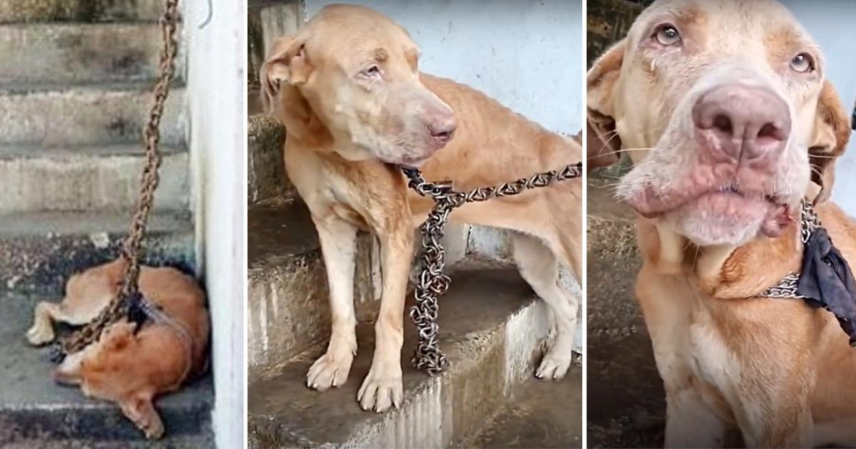 She Was Kept On A Heavy Chain So Short, She Couldn’t Leave The Stairs For Years