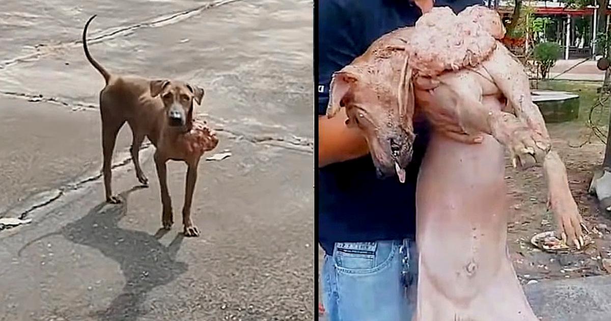 Stray Afraid Of People Works Up The Courage To Ask 1 Man To Take His Pain Away