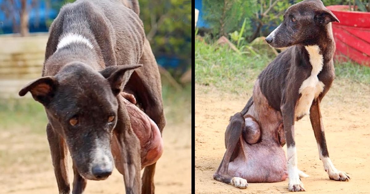 Stray Elderly Dog Roaming Street For 10 Years With Huge Tumor, Tormented By Pain, Upset And Losing Faith In Life, But No Help