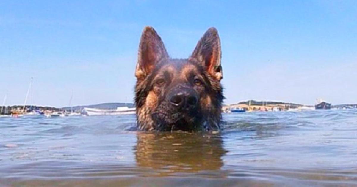 The loyal dog stayed in the water for more than 11 hours to find his owner and rescued him