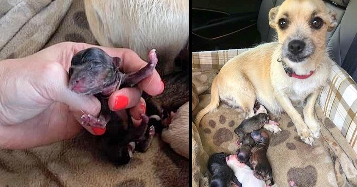 They wanted to give the pregnant dog a “last injection”, but the girl was already on her way to the shelter for the dog