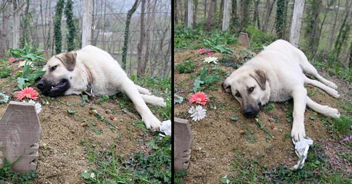 This ‘heartbroken’ dog ran away from home everyday to visit his dead owner’s grave