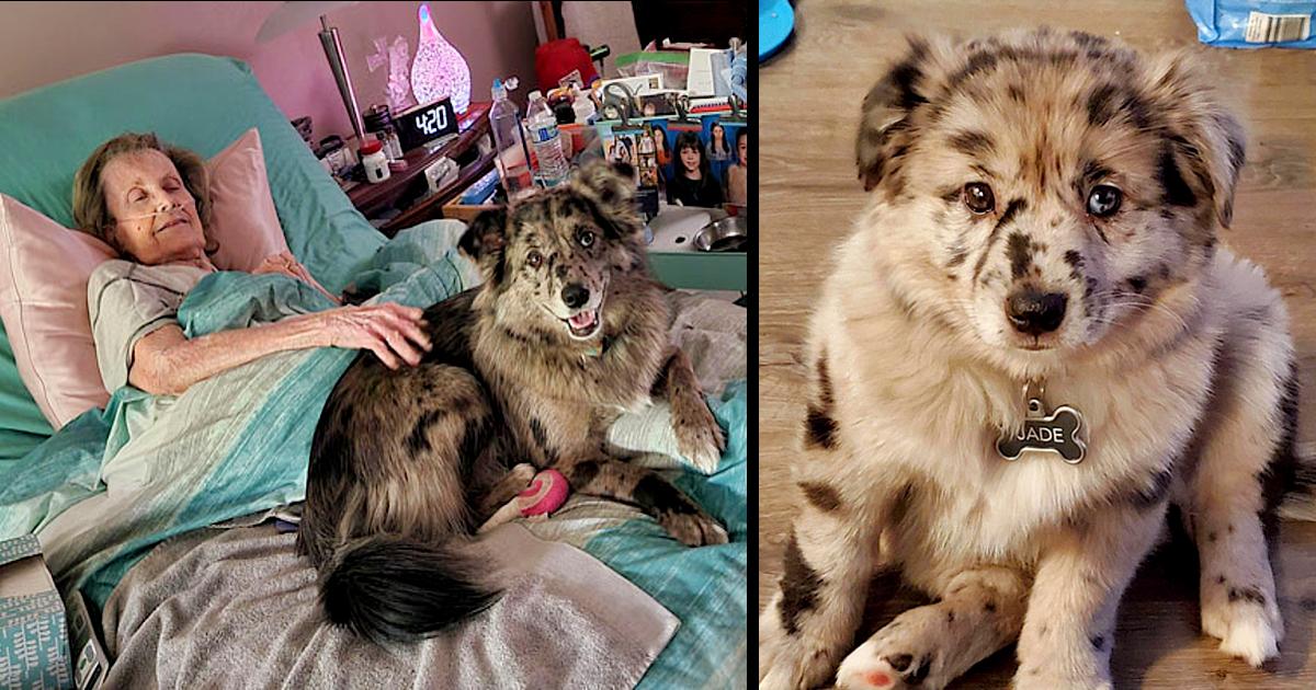 This Kind Dog Visits An Elderly Woman Everyday To Inspire Her