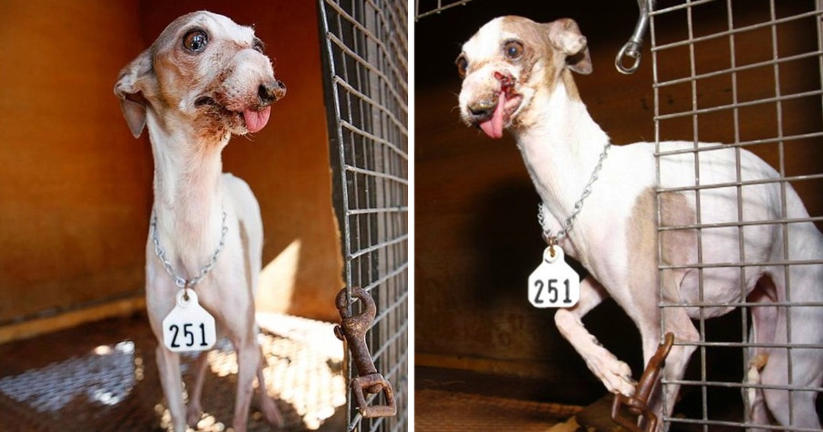 Woman Writes Heartwrenching Letter To Puppy Mill Breeder