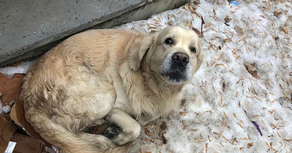 “Are you sure you won’t raise your hand to me?” The dog saw affection for the first time in his old age