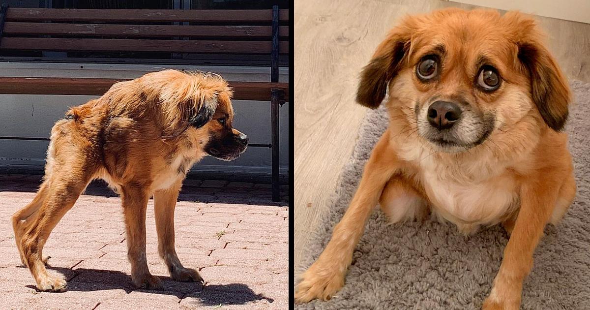 Dog attempting to prove her uniqueness before being put down due of her extremely short spine