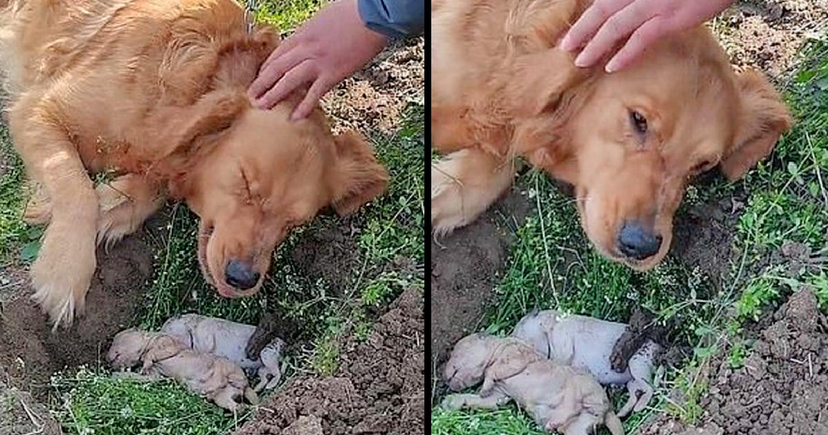 Heartbroken Mother Dog Refuses to Separate from Her Puppies Who Died in Labor and Digs Their Grave Again