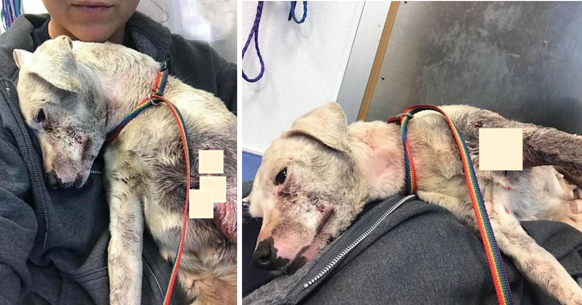 Severely Injured Dog Drags Herself Over To Jogger Who Finds Her