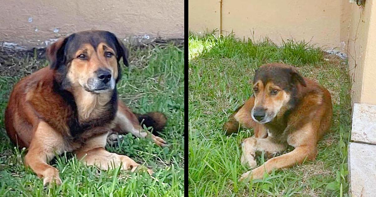 Loyal Dog Stands Guard For Over A Month Outside Home Where His Family Abandoned Him. He Believed They Would Return