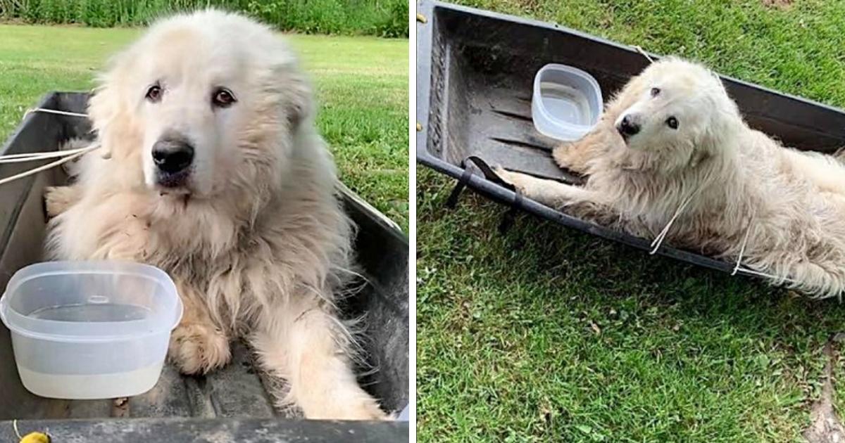 Man Left Him Tied To Sled With A Note: “Over 10 Yrs Old, Can No Longer Walk”