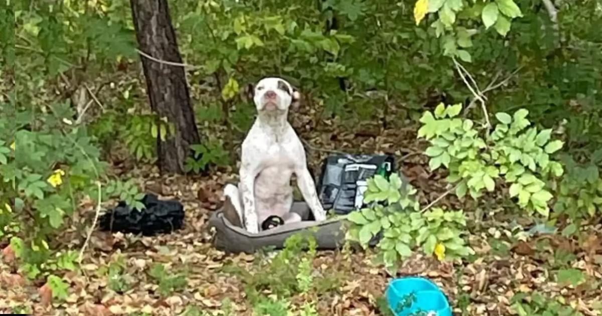 Puppy Left In Woods With All His Belongings Waits For Someone To Notice Him