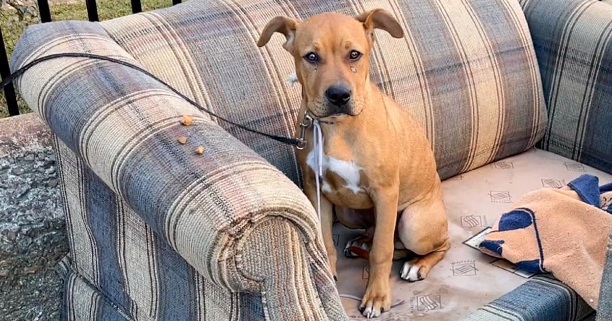 Terrified dog tied to fence with shoelace near rubbish tip leaves people in tears