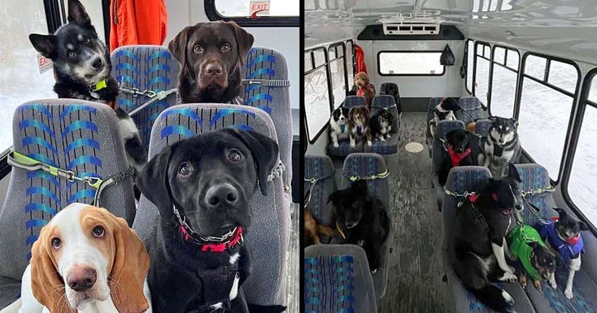 These dogs ride a bus like humans ‘and now the internet is in love’