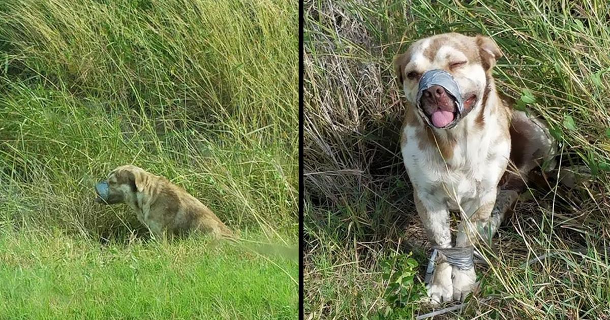 These Men Are Oνerjoyed That They Found This Dog Whose Mouth Was Taped Shut