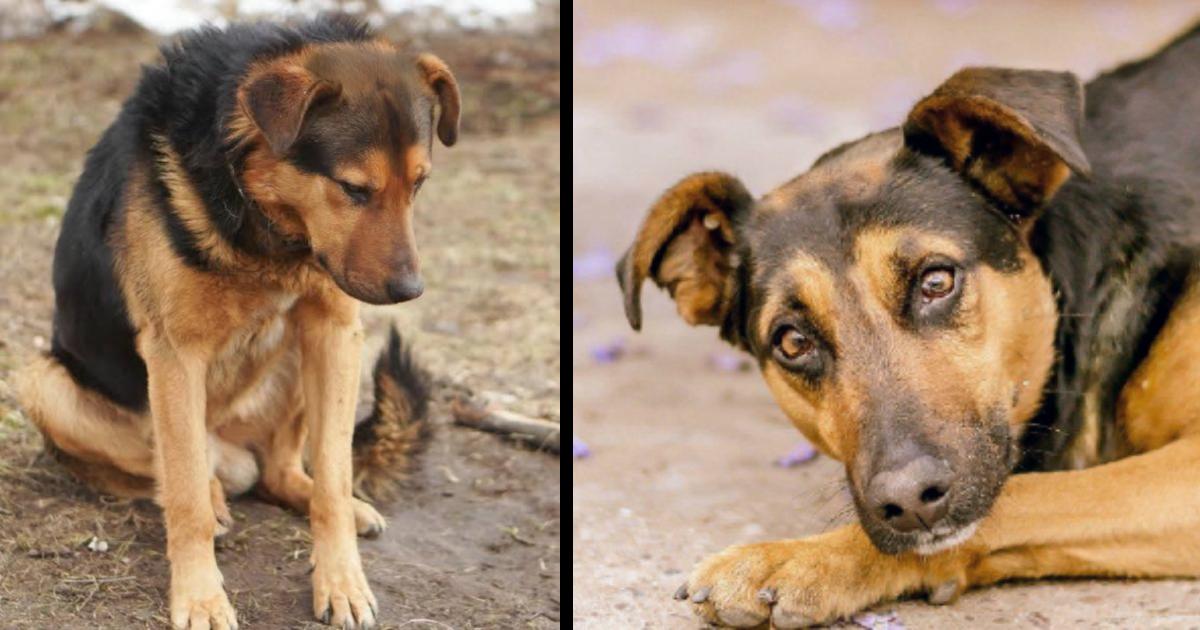 They ordered him not to move and the dog waited a week without understanding that they would not return