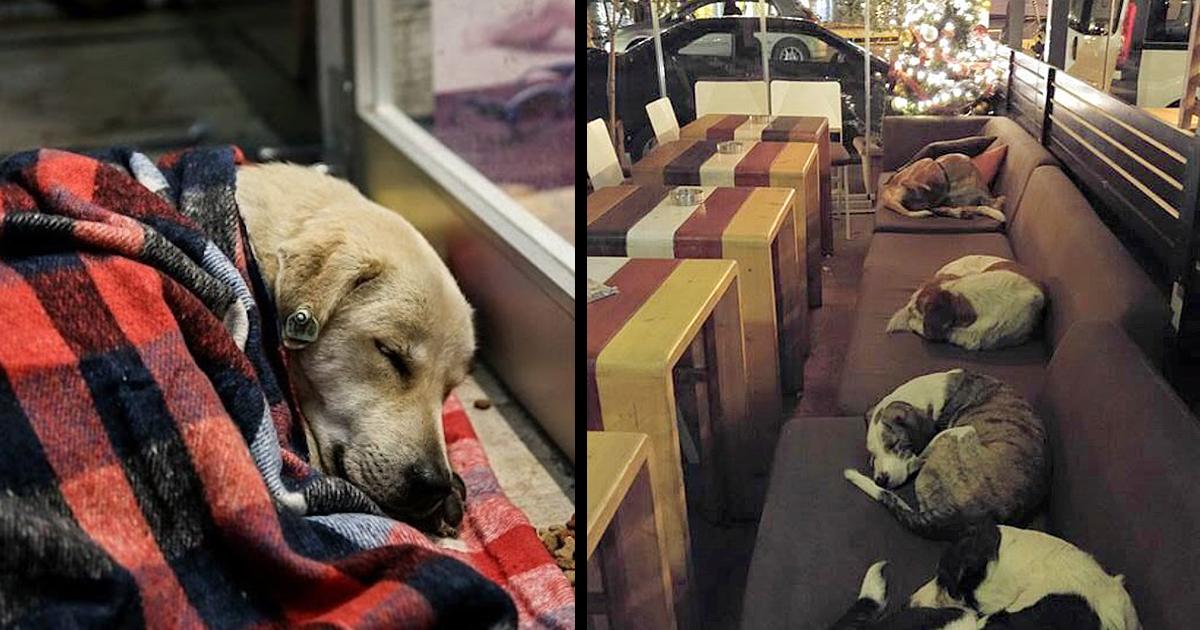 This Coffee Shop Lets Stray Dogs Sleep Inside Every Night When The Customers Leave