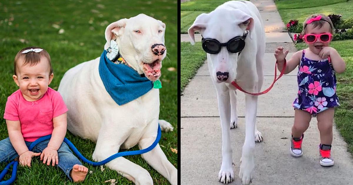 Toddler Insists On Holding The Leash When Taking Her Deaf-Blind Dog For A Walk